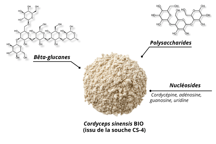 structures moléculaires Polysaccharides et Bêta-glucanes